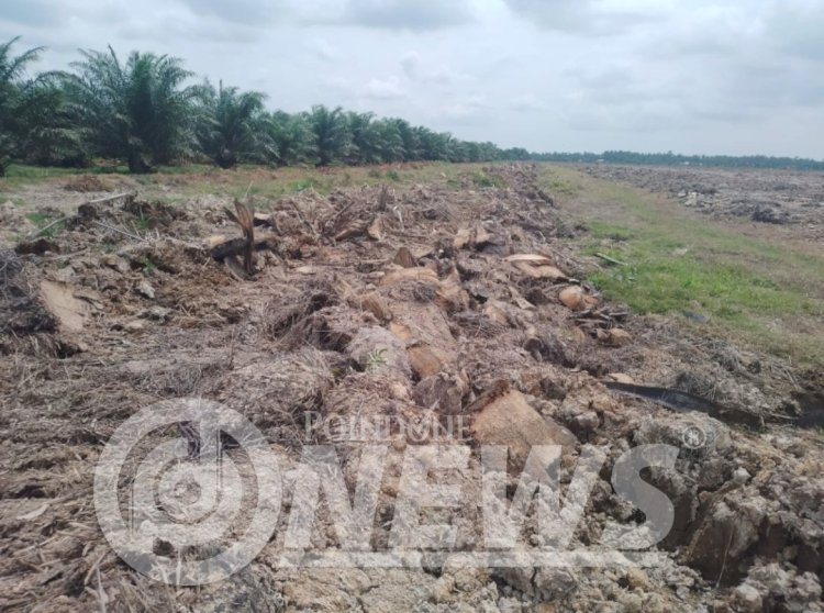 Aktivis Mahasiswa Minta BPKP Audit Replanting PTPN IV Unit Perkebunan Ajamu