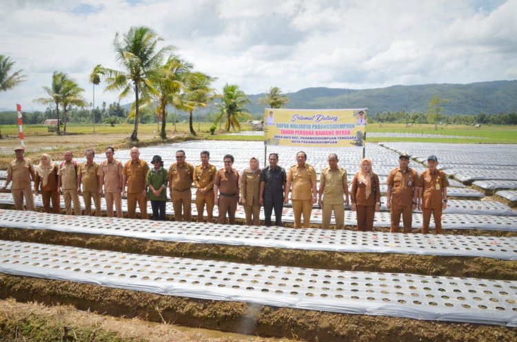 Pemko Padangsidimpuan Hadiri Tanam Bawang Perdana di Desa Goti