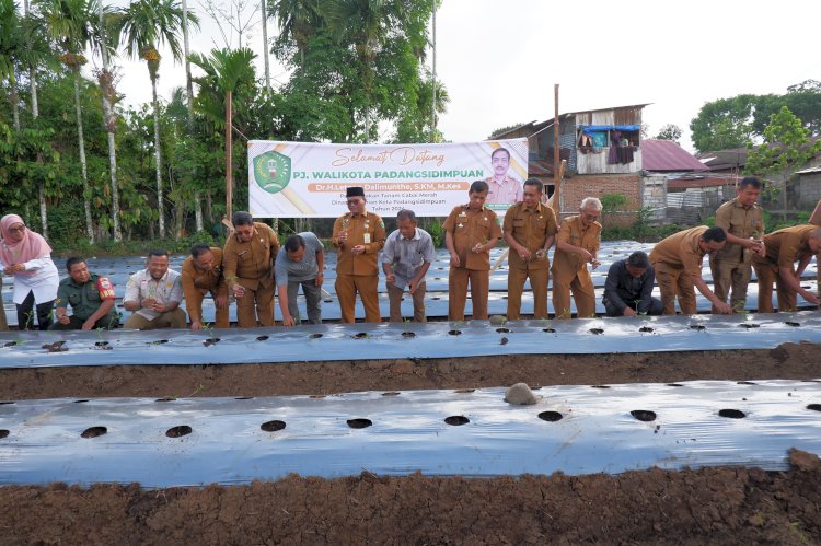 Tanam Cabai 10 Ha Menjadi Salah Satu Langkah Konkrit Pj. Walikota Letnan Kendalikan Inflasi Daerah